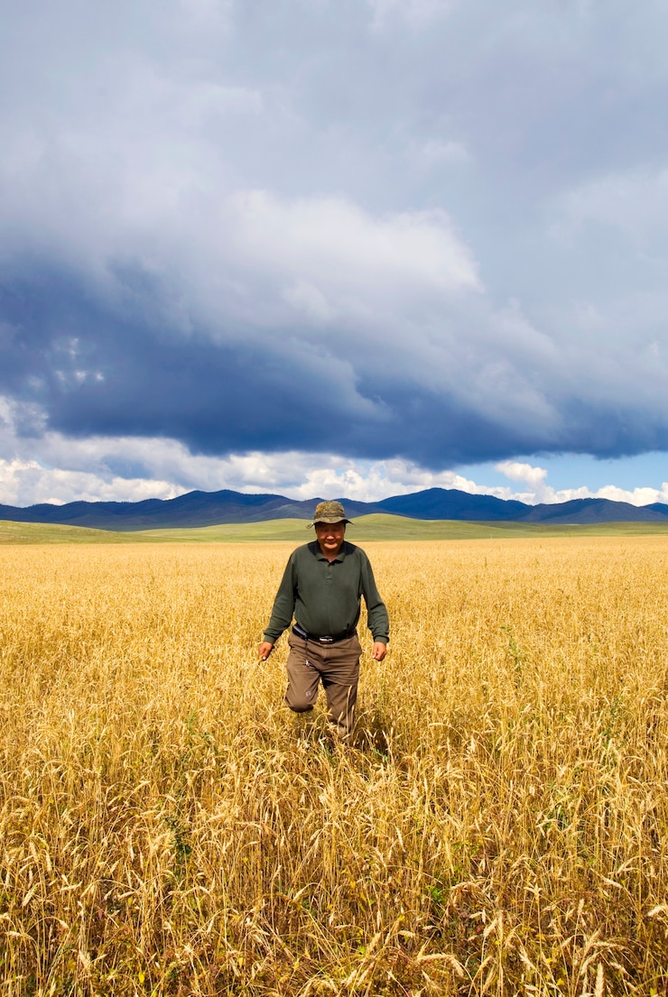 Foto gratuito hombre caminando por el campo de maíz en una hermosa vista panorámica.