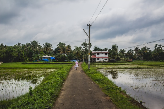 Hombre caminando por un largo camino de regreso a su casa con arrozales en ambos lados