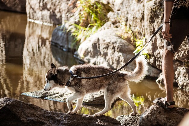 Hombre caminando con perros huskies en el cañón cerca del agua