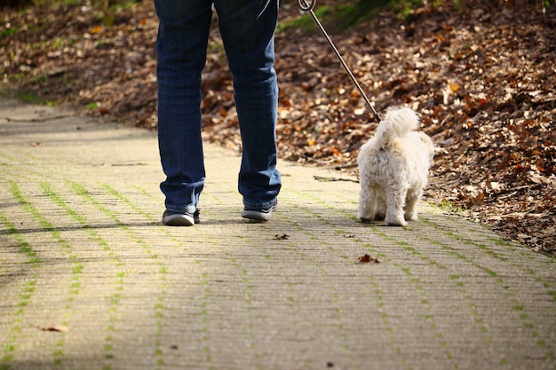 Foto gratuita hombre caminando con su perro blanco en un parque bajo la luz del sol durante el día