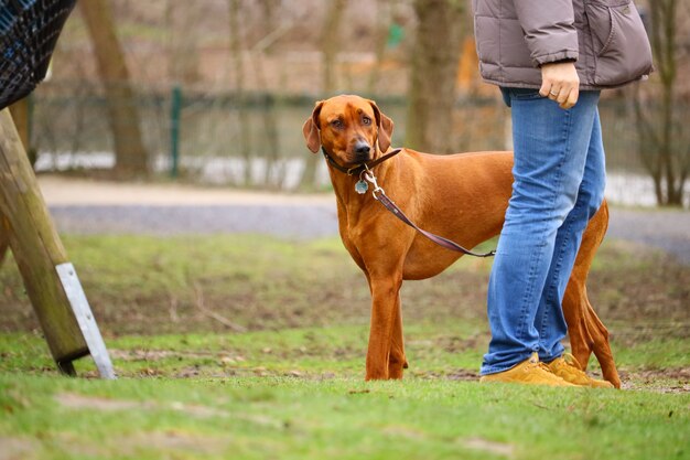 Hombre caminando con un Vizsla en un parque bajo la luz del sol