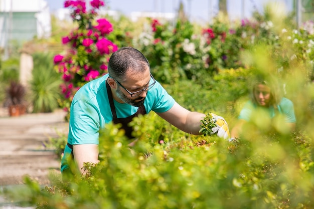 Hombre concentrado con delantal, cultivo de plantas en el jardín, cortando ramas. Ver a través de gafas. Concepto de trabajo de jardinería