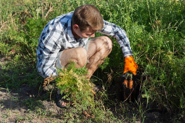 Foto gratuita hombre en la cosecha agrícola cosecha zanahorias