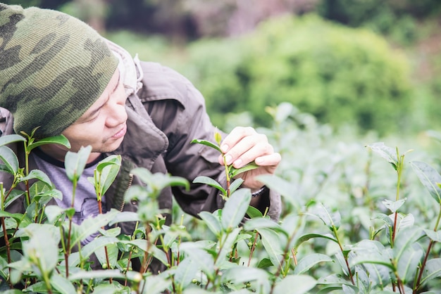 Foto gratuita el hombre cosecha / recoge hojas de té verde fresco en el campo de té de tierra alta en chiang mai tailandia