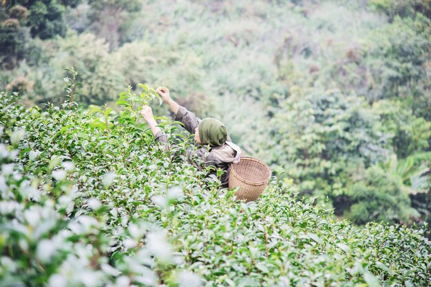 El hombre cosecha / recoge hojas de té verde fresco en el campo de té de tierra alta en Chiang Mai Tailandia