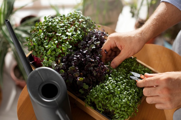 Hombre cultivando y cultivando plantas en un jardín interior