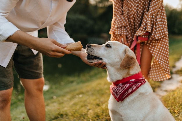 El hombre le da a su labrador una taza de gofres con helado mientras camina por el parque.