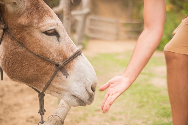 Hombre, dar, coma, burro, granja, animales, naturaleza