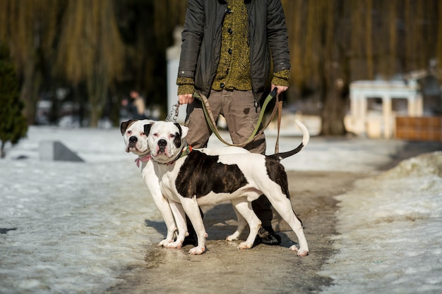 El hombre se encuentra con dos bulldogs estadounidenses en el camino en el parque