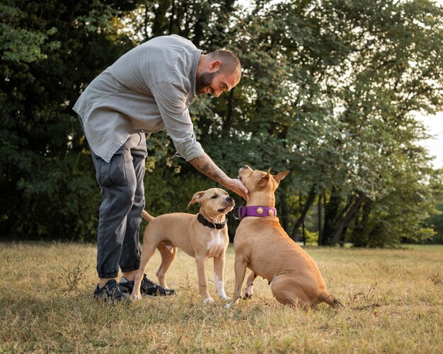 Hombre entrenando a sus perros pitbull