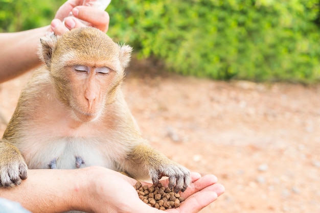 Foto gratuita un hombre estaba alimentando a los monos.