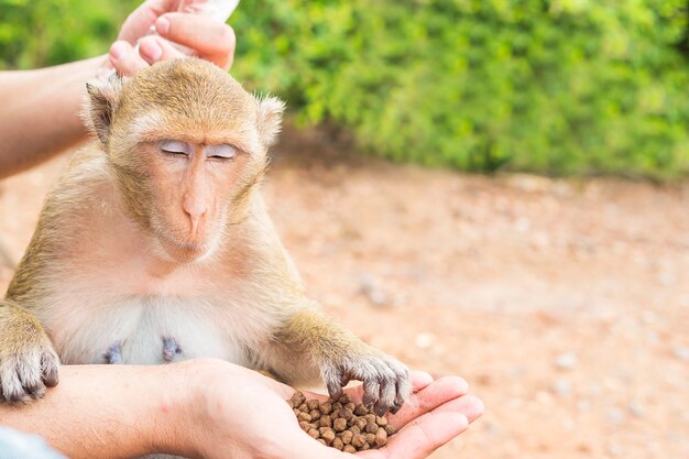 Un hombre estaba alimentando a los monos.