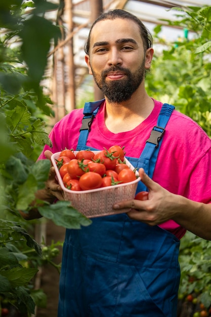 Hombre guapo sosteniendo una cesta de tomate y sonriendo a la cámara en el invernadero