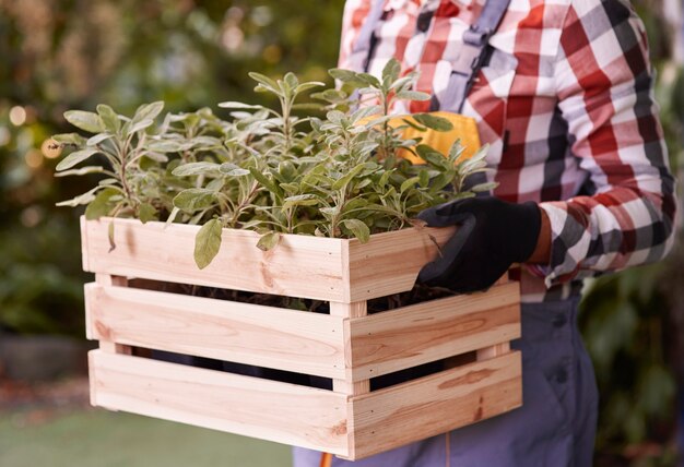 Hombre irreconocible con caja de madera con plántula