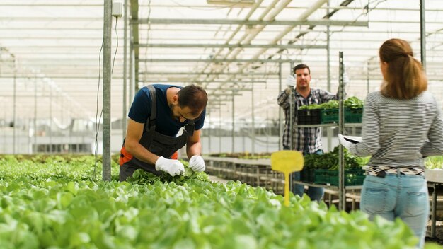 Hombre jardinero revisando ensaladas orgánicas frescas en plantaciones de invernadero preparándose para la producción agronómica. Ranchero cosechando vegetales verdes usando un sistema hidropónico. Concepto de agricultura