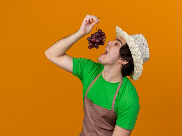 Hombre joven jardinero en delantal y sombrero mostrando racimo de uva va a degustarlo de pie sobre fondo naranja