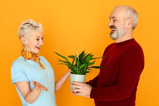 Hombre mayor guapo alegre en camisa y chaleco sosteniendo una olla dando planta de interior a su atractiva esposa en cumpleaños. Macho y hembra jubilados felices cultivando flores juntos en casa, posando aislado