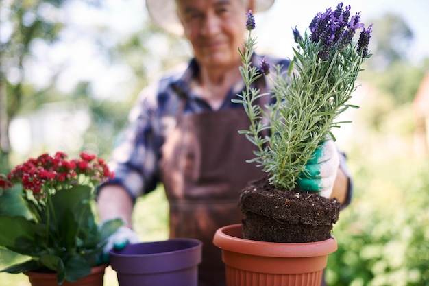 Hombre mayor que trabaja en el campo con flores