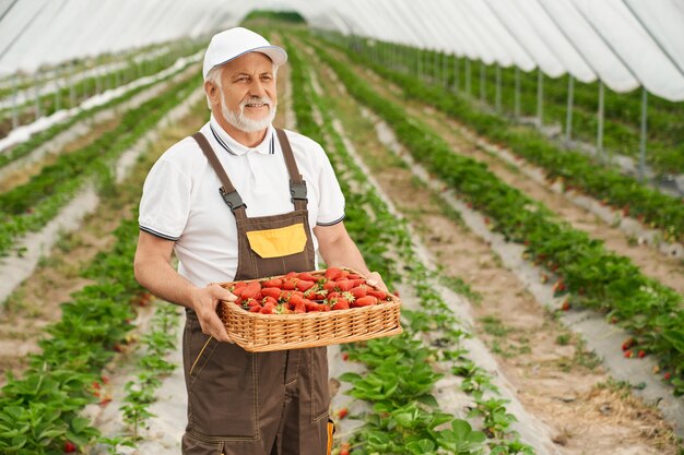 Hombre mayor sonriente sosteniendo fresas jugosas maduras