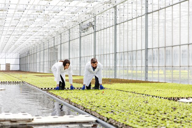 El hombre y la mujer en batas de laboratorio trabajan con plantas verdes en un invernadero