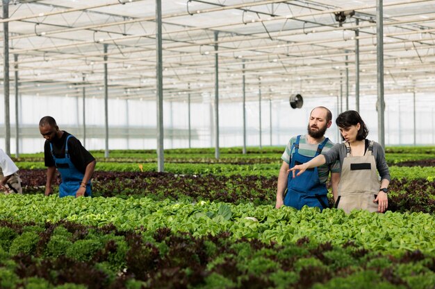 Hombre y mujer cultivando ensalada en un ambiente hidropónico apuntando a otra fila de lechugas y verduras bioverdes. Diversas personas trabajando en invernadero caliente con diferentes cultivos.