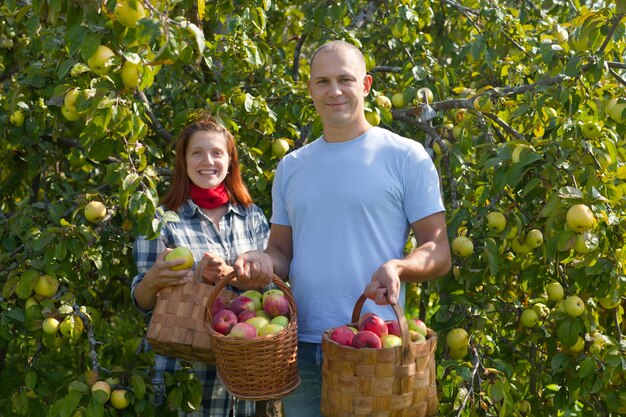 El hombre y la mujer recoge manzanas