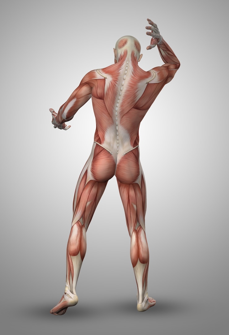 Foto gratuito hombre musculado de espaldas