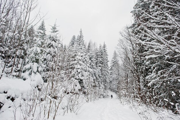 Hombre en pinos cubiertos de nieve en las montañas de los Cárpatos Hermosos paisajes de invierno Naturaleza helada