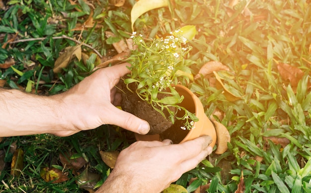 Hombre plantando plántulas en maceta