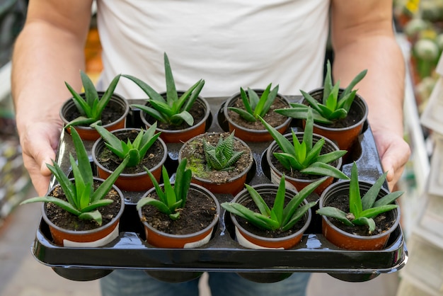 Foto gratuita hombre de primer plano con colección de plantas de interior