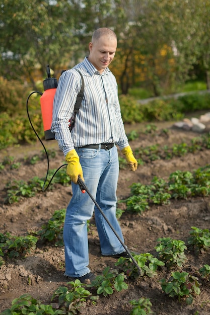 Hombre, rociar, fresa, planta