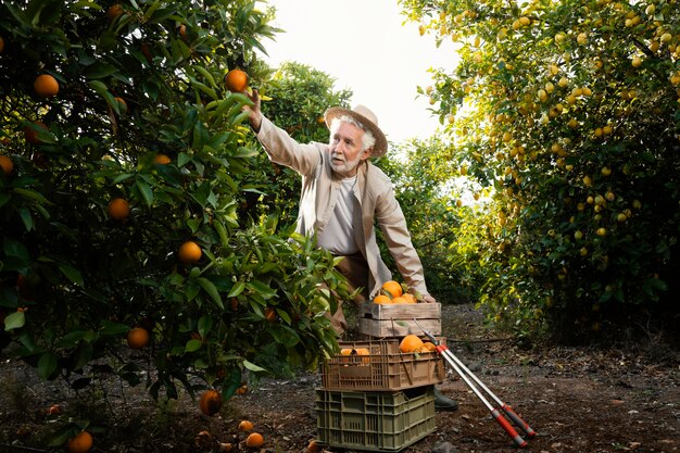 Hombre senior en plantación de naranjos