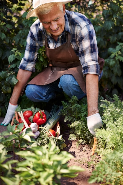 Hombre senior trabajando en el campo con verduras