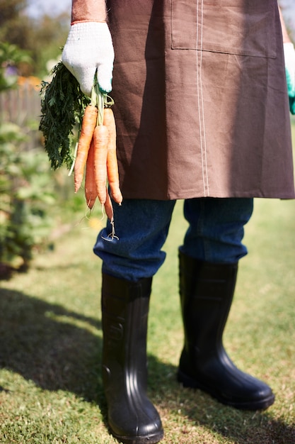 Hombre senior trabajando en el campo con verduras