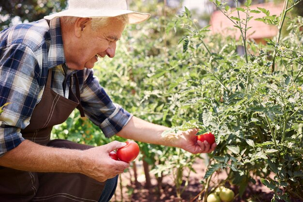 Hombre senior trabajando en el campo con verduras