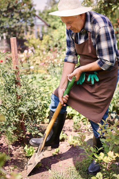 Hombre senior trabajando en el campo con verduras