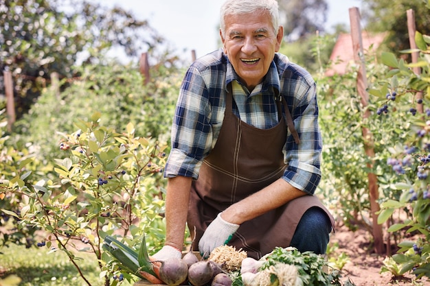 Hombre senior trabajando en el campo con verduras