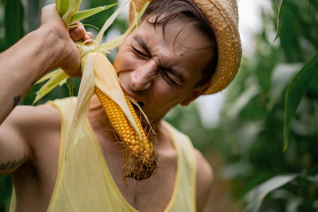 hombre con sombrero en un campo de maíz. el hombre recoge maíz.