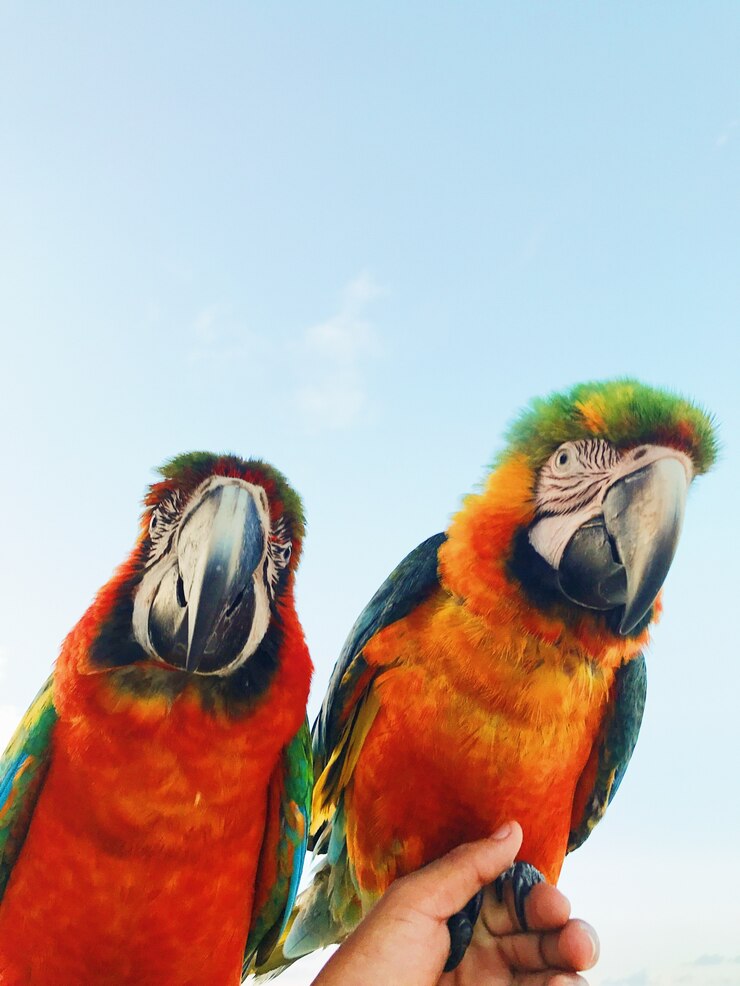 Foto gratuito un hombre sostiene dos loros de color en su brazo