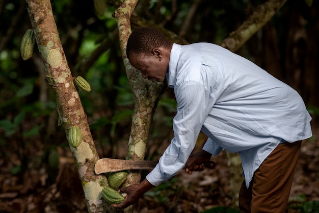 Hombre de tiro medio sujetando el grano de cacao