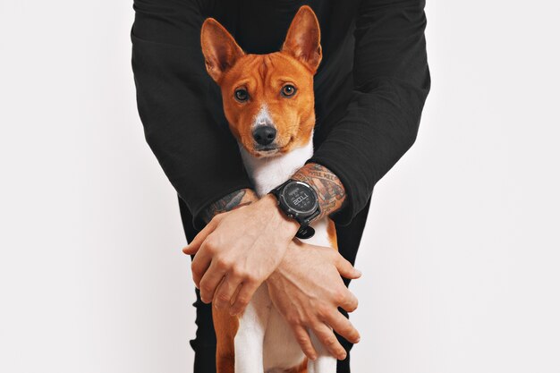 Un hombre vestido de negro está protegiendo a su hermoso perro basenji rojo y blanco con rostro perturbado de cualquier peligro, aislado en blanco