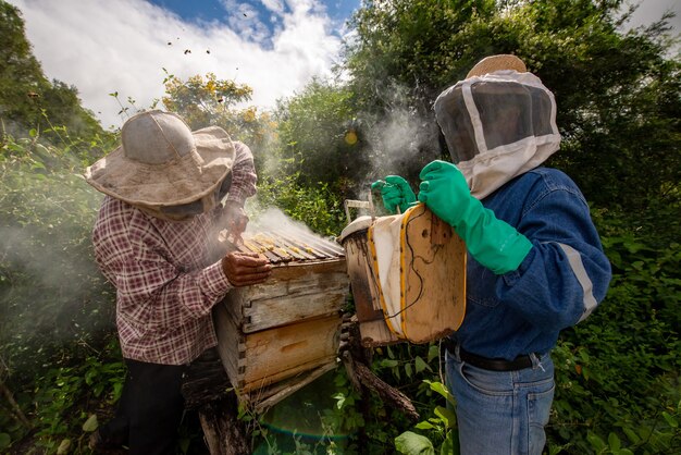 Los hombres apicultura recogiendo miel con máscaras