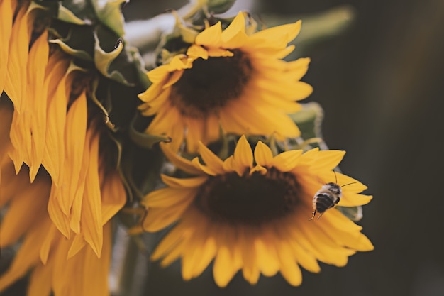 Honey Bee a punto de posarse en girasol amarillo
