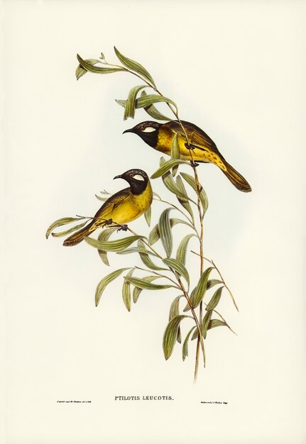 Honeyeater de orejas blancas (Ptilotis leucotis) ilustrado por Elizabeth Gould