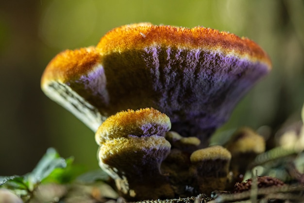 Foto gratuita hongo redondo peludo que crece en suelos arenosos secos en los países bajos