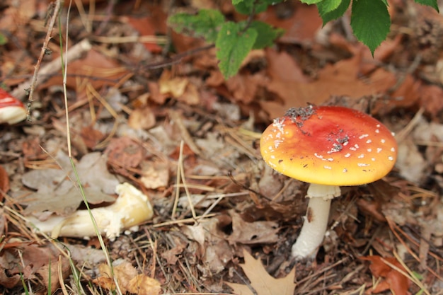 Hongo rojo venenoso con un tallo blanco y puntos blancos en el suelo del bosque
