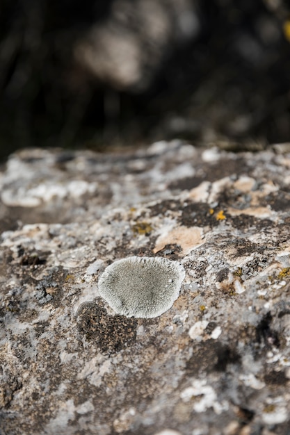 Hongos y líquenes en la superficie de la roca.