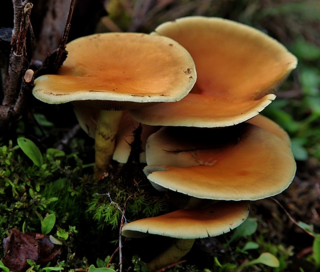 Hongos en medio de un bosque tropical