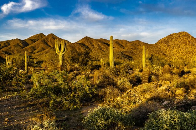 `La hora dorada en el desierto de Sonora de Arizona