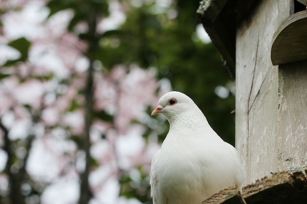 Horizontal caliente de una hermosa paloma blanca con un borroso